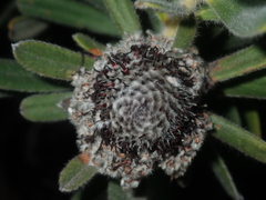 Isopogon sphaerocephalus
