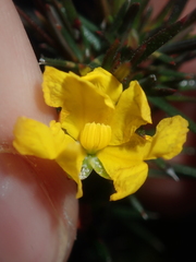 Hibbertia acerosa