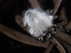 Isopogon sphaerocephalus