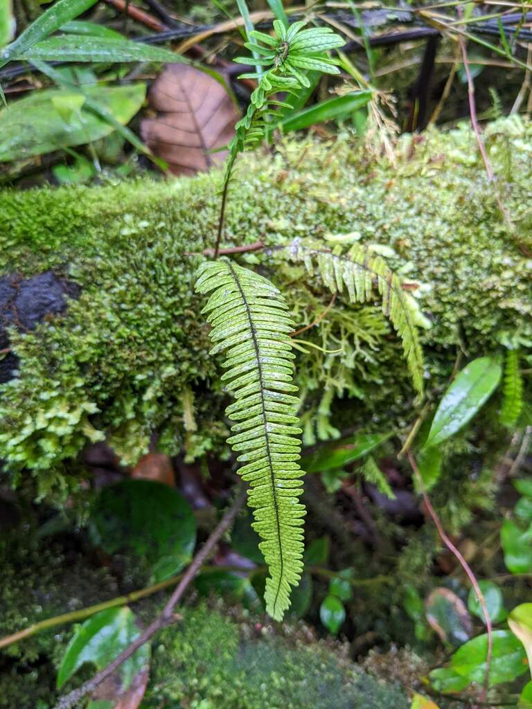 Mycopteris semihirsuta