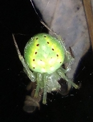 Araneus cingulatus