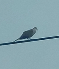 Streptopelia decaocto