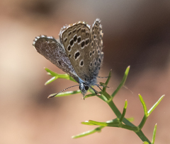 Pseudophilotes abencerragus