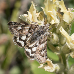 Drasteria petricola