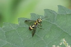 Taeniogonalos gestroi