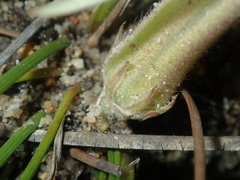 Conostylis androstemma