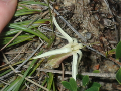 Conostylis androstemma