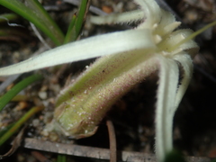 Conostylis androstemma