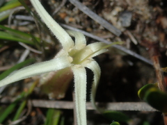 Conostylis androstemma
