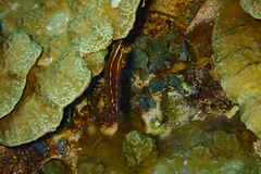 Halichoeres biocellatus