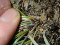 Conostylis androstemma