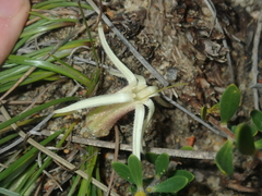 Conostylis androstemma