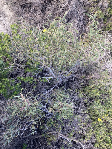 Image of Hakea stenocarpa by (c) Thomas Mesaglio, some rights reserved (CC BY)