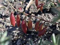 Astragalus cottonii