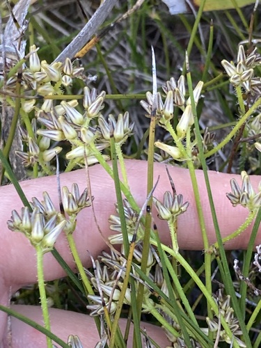 Phlebocarya pilosissima (Phlebocarya pilosissima)