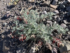 Astragalus cottonii