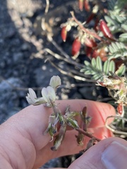 Astragalus cottonii