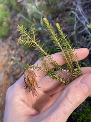 Darwinia helichrysoides