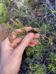 Darwinia helichrysoides