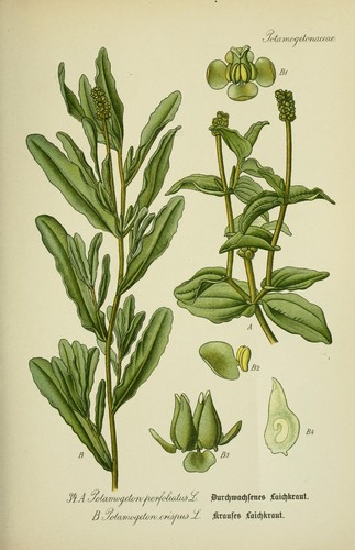Perfoliate Pondweed