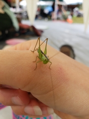 Conocephalus brevipennis