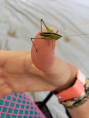 Conocephalus brevipennis