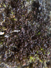 Marsupella sphacelata