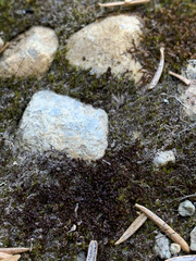 Marsupella sphacelata