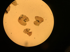 Marsupella sphacelata