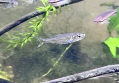 Rasbora myersi