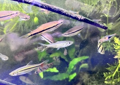 Rasbora myersi