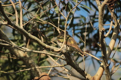 Chrysococcyx lucidus layardi
