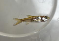 Rasbora myersi