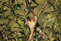 Chrysococcyx lucidus layardi