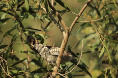 Chrysococcyx lucidus layardi