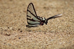 Protographium epidaus tepicus