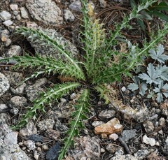 Cirsium scopulorum