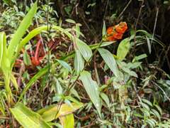 Elleanthus aurantiacus