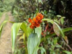 Elleanthus aurantiacus