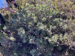 Isopogon sphaerocephalus