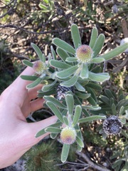 Isopogon sphaerocephalus
