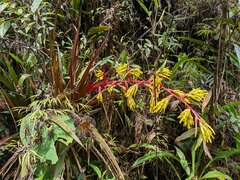 Guzmania xanthobractea