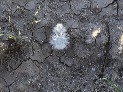 Dasymutilla gloriosa