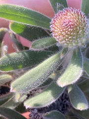 Isopogon sphaerocephalus