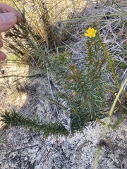 Hibbertia acerosa
