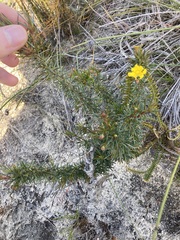 Hibbertia acerosa