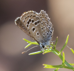 Pseudophilotes abencerragus