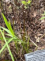 Sarracenia minor