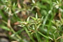 Juncus repens