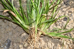 Juncus repens